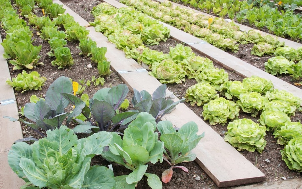 New Zealand at risk of losing locally grown veggies