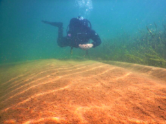 Big push to clear lake of lagarosiphon 