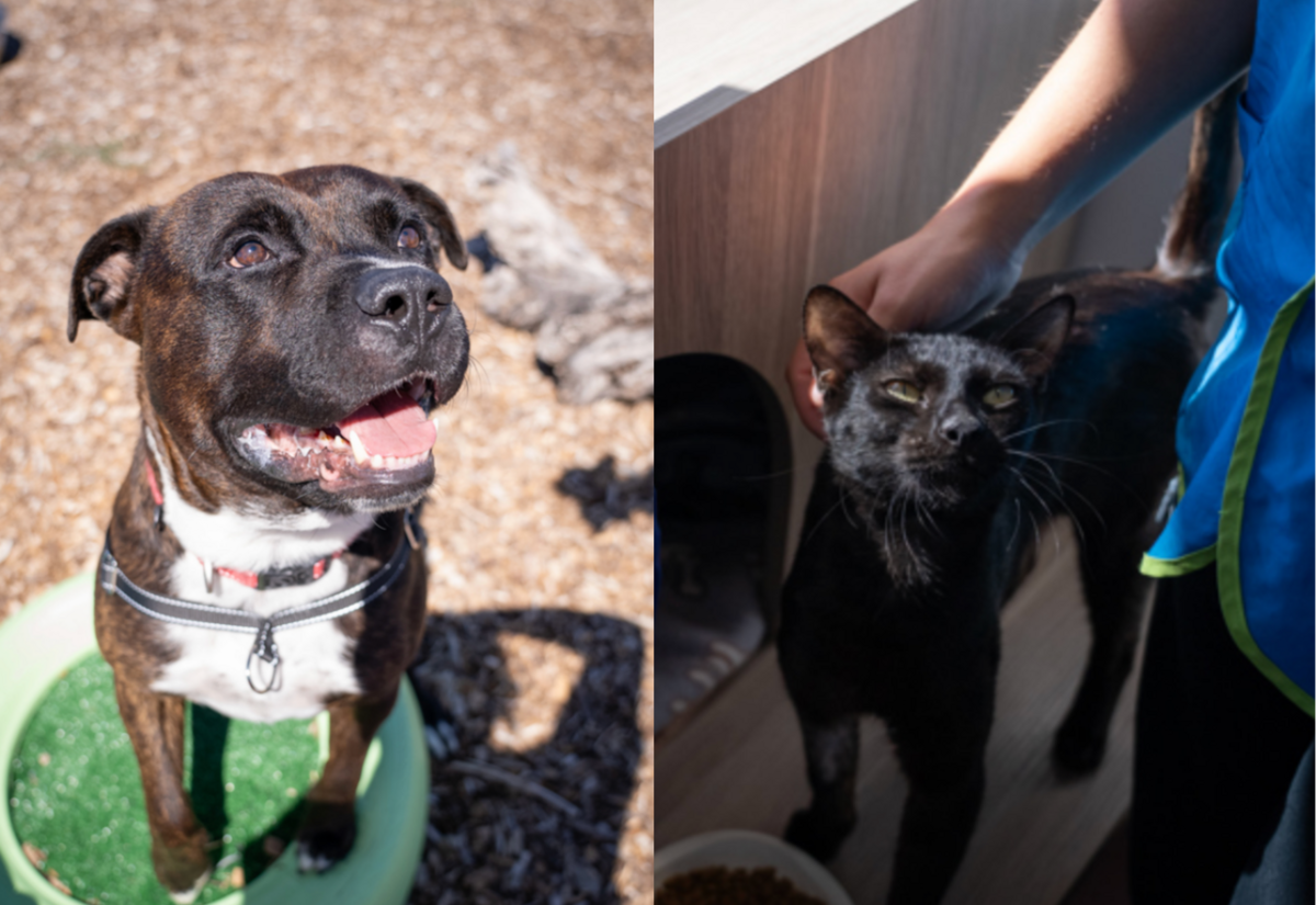 Meet the RSPCA pets of the week: Chester & Sadie