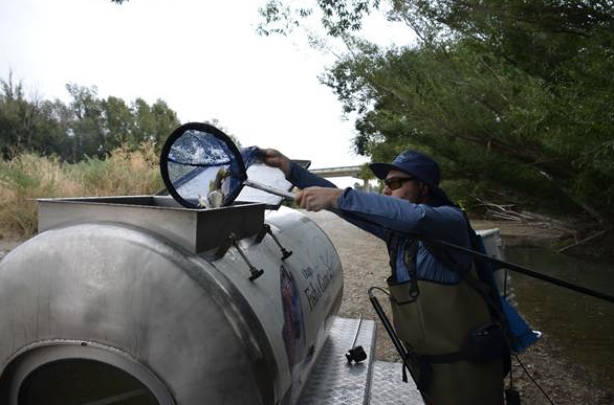 Hundreds of stranded trout relocated to lakes