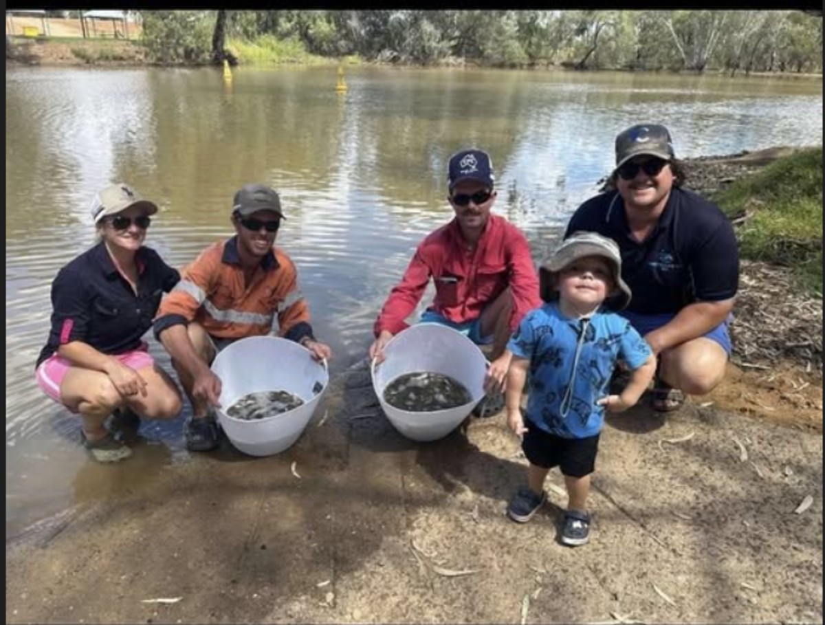 Nyngan fishing club helps repopulate Barwon River with native fish