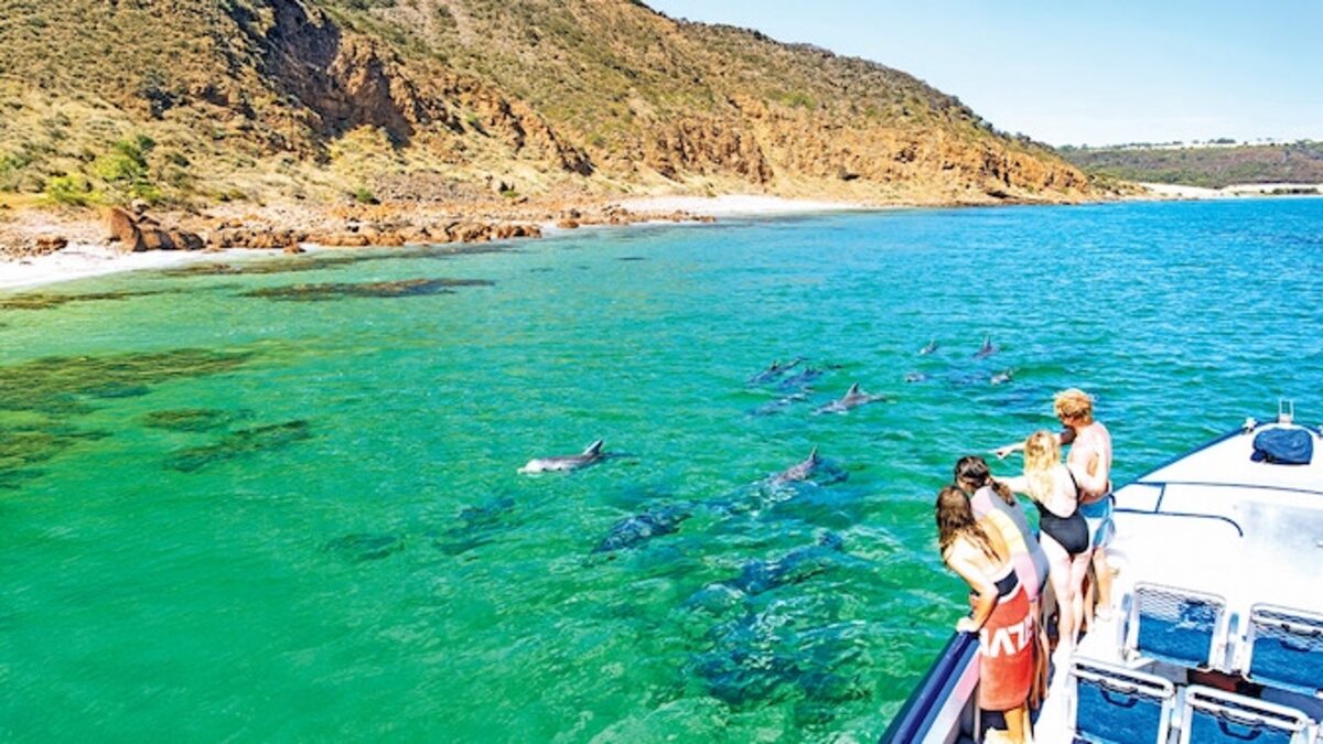 KI dolphin tour tops the world