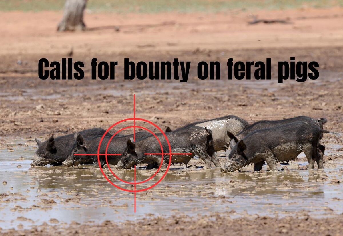 Calls for feral pig bounty, but Invasive Species Council disagrees