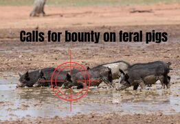 Calls for feral pig bounty, but Invasive Species Council disagrees