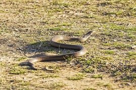 Snake season is not over yet