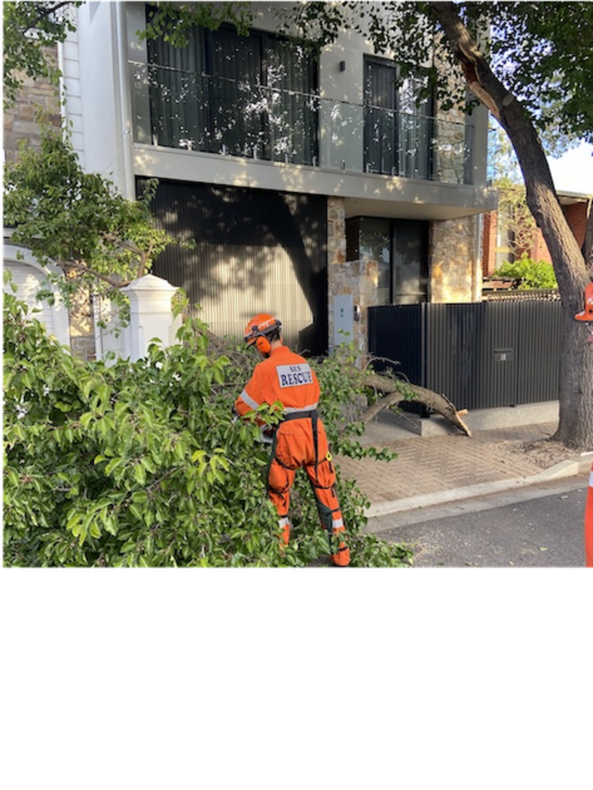 SES advises to branch out for tree safety