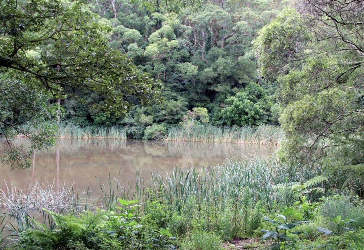 How Kiama Can Protect Native Vegetation While Supporting Growth