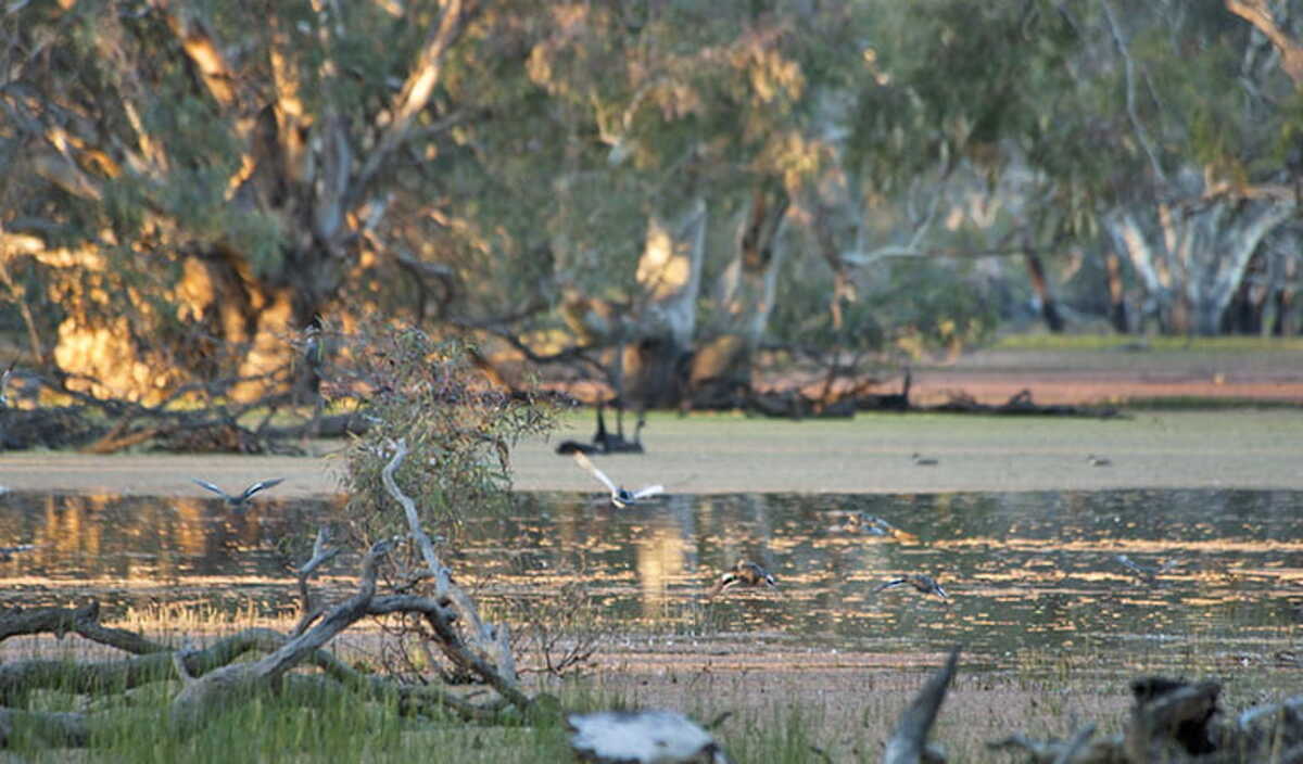 Have your say on updated water sharing plan wetland mapping 