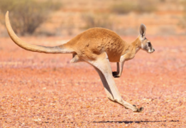Wildlife protection at the heart of road technology trials 