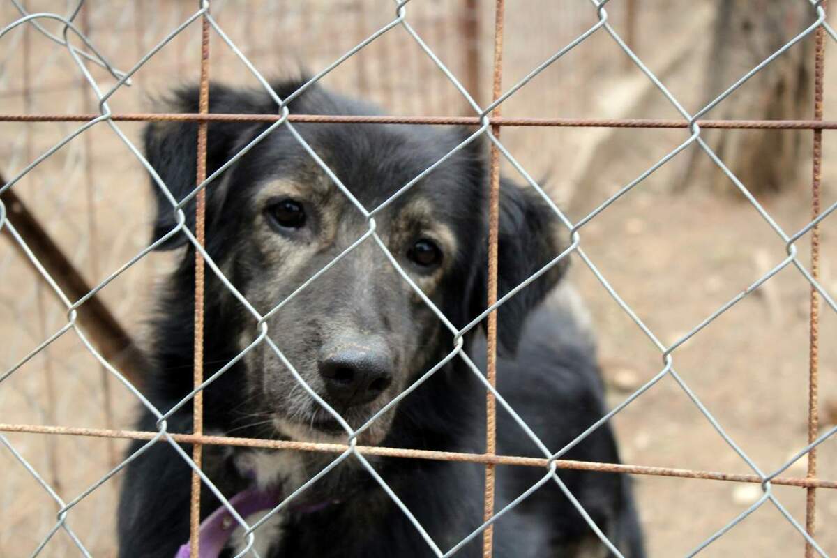 Your chance to help man's best friend