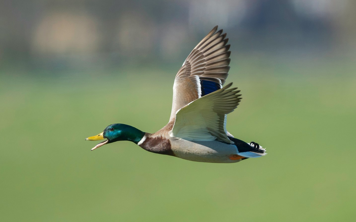 Southland farmers call for mallard ducks to be classified as pests