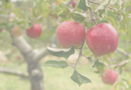 Cultivating your career: meandering, manoeuvring and meaning | Opinion