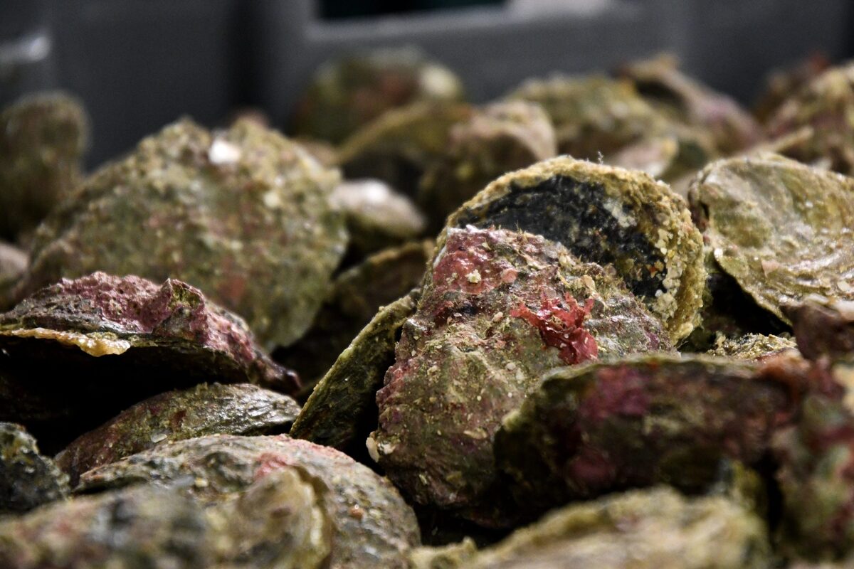 Bluff oyster festival risks alcohol license over preference for glass