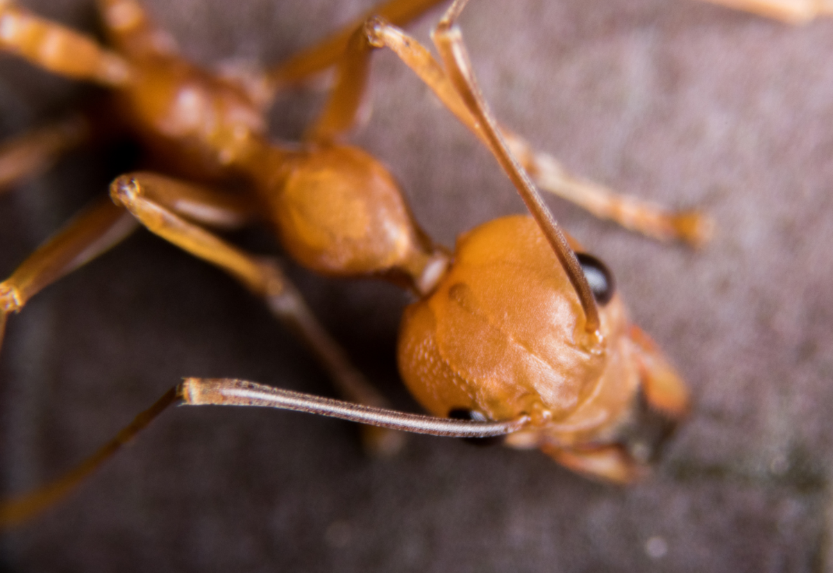 NSW Farmers say fire ant protections welcome