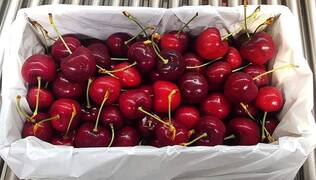 Cooler summer, but strong stonefruit, wine harvest