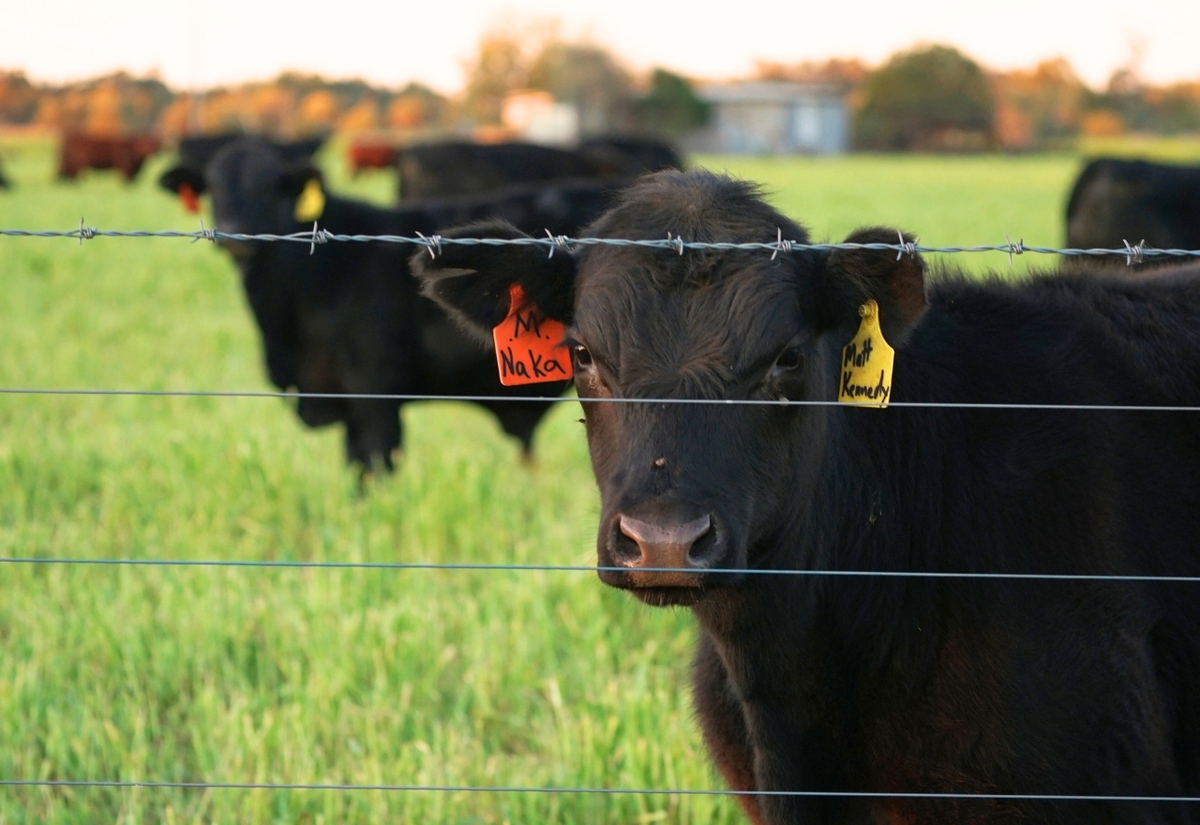 Questions over impact of federal food council