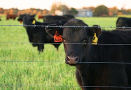 Questions over impact of federal food council