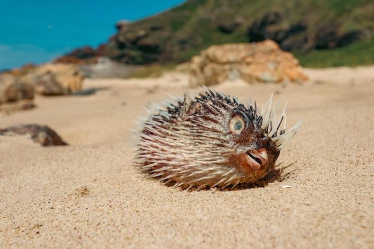 Alert on sickening south coast beaches