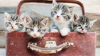  Kiama Council meeting delivers unexpectedly purr-fect comedy gold