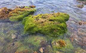 Caulerpa moves away from Great Barrier Island's sea floor