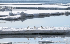 Dire climate report lays out records for ocean heat, shrinking ice cover