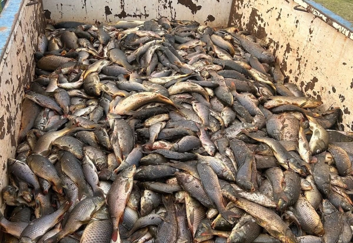 Locals hooked at Lake Cargelligo carp-a-thon