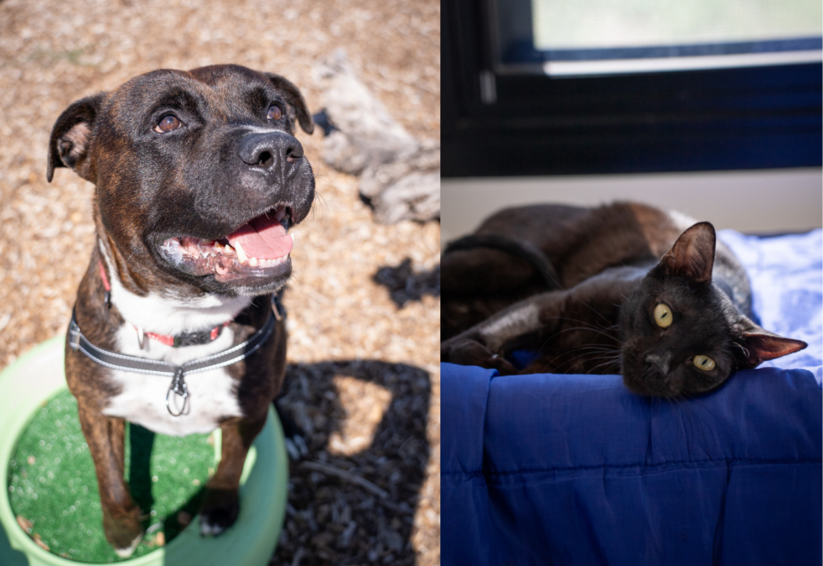 Meet the RSPCA Pets of the Week: Sadie & Chester