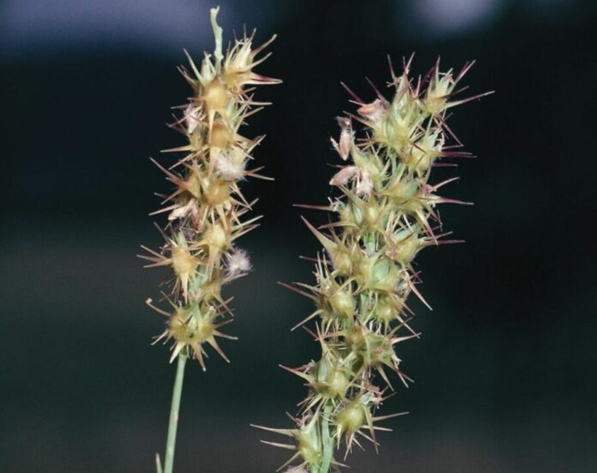 Invasive weed found at Wilcannia Cemetery