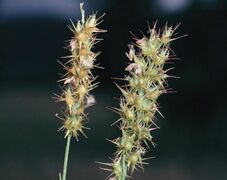 Invasive weed found at Wilcannia Cemetery
