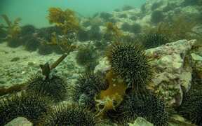Minister closes inner Hauraki Gulf to fishing of rock lobster