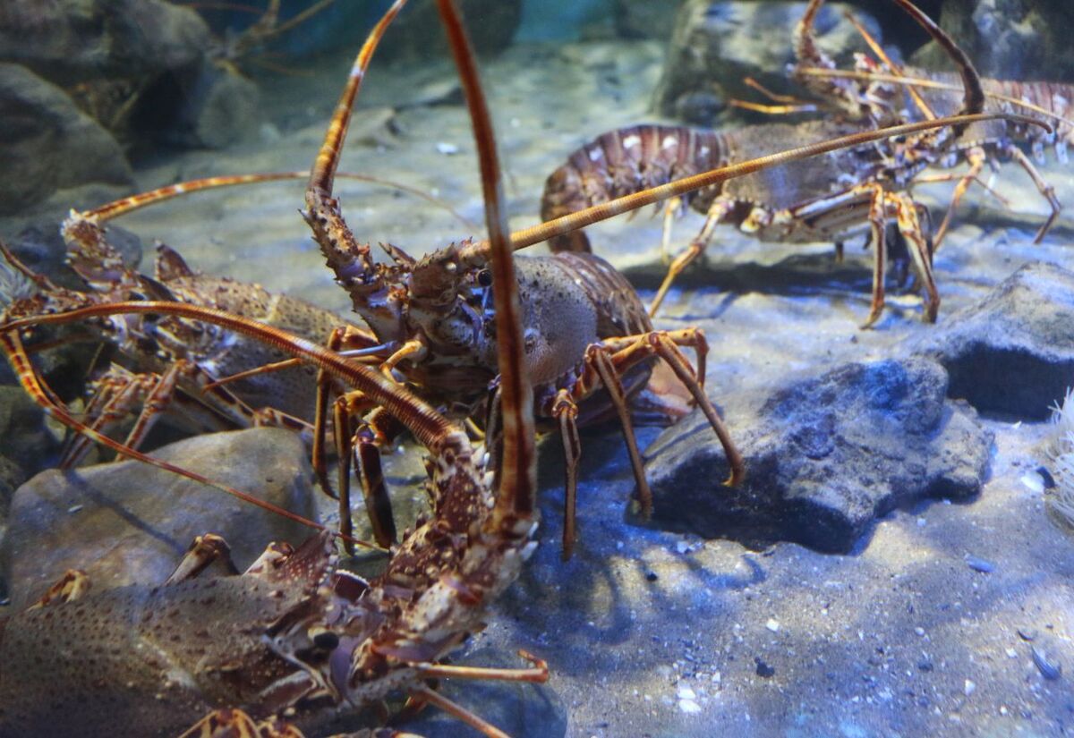 Rock Lobster Fishing Ban Announced