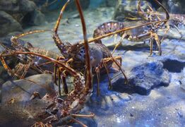 Rock Lobster Fishing Ban Announced