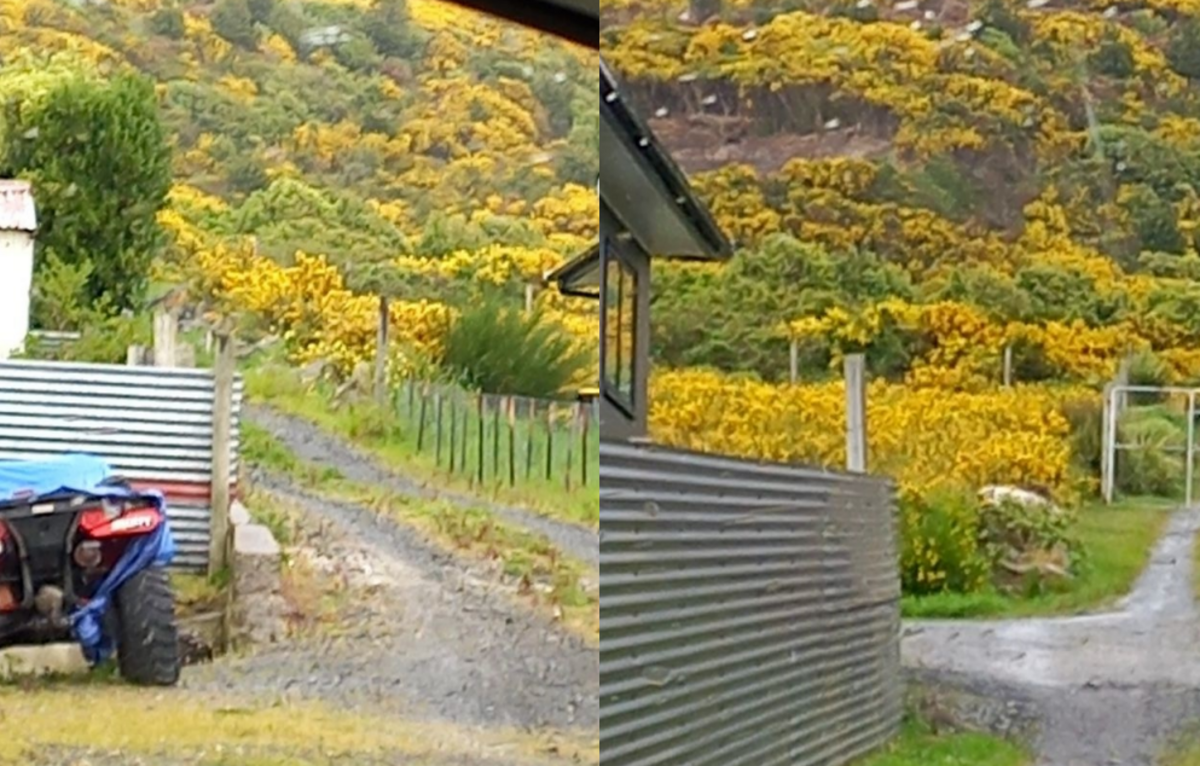 Ex-councillor loses stoush over gorse-covered land