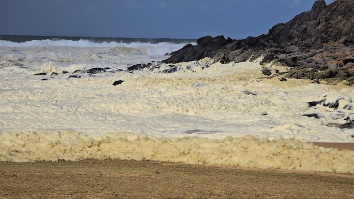 Algal bloom causes south coast beach pollution 