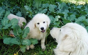 The guardian dog breeds protecting farmer's stock