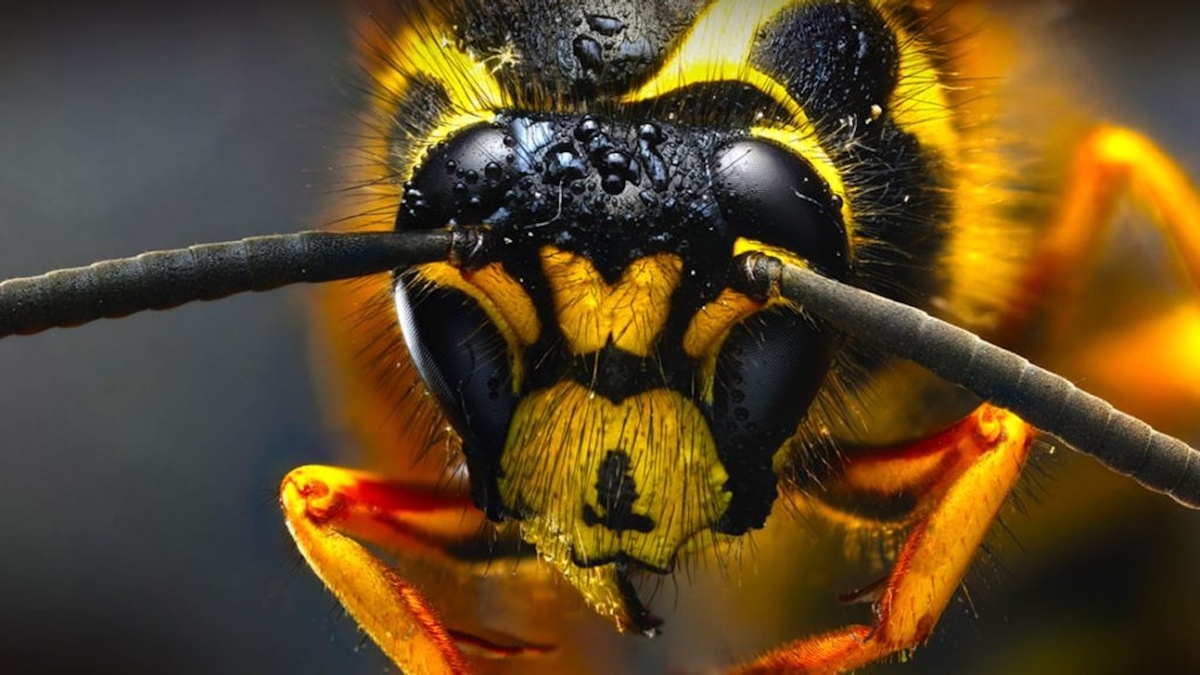 Wasp Numbers Soar Across New Zealand