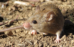 CSIRO urges farmers to get ahead of mice breeding season