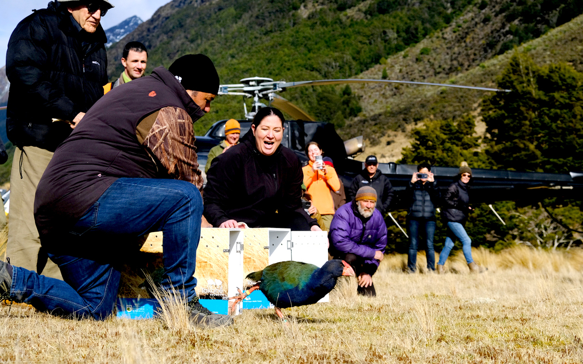 Stoat targeted after 4 takahē deaths in Greenstone valley