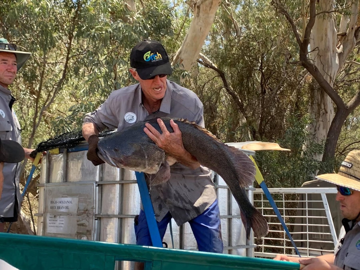 Bringing the native fish back, one Murray Cod at a time 