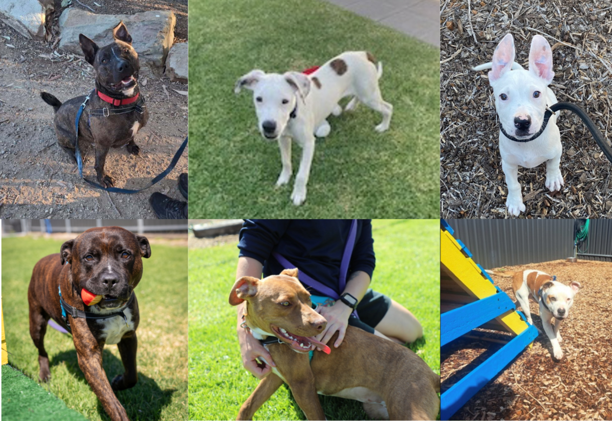 Six beautiful dogs looking for love