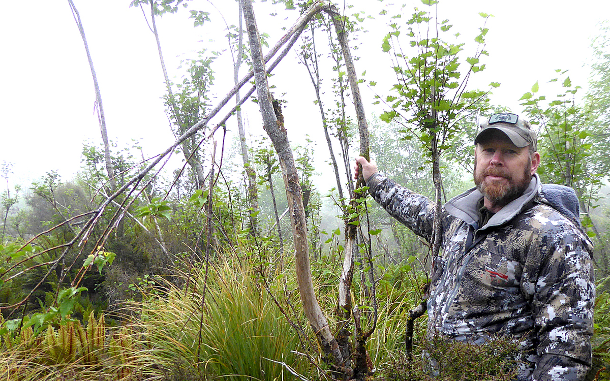 Fresh moose sign & sighting raises excitement