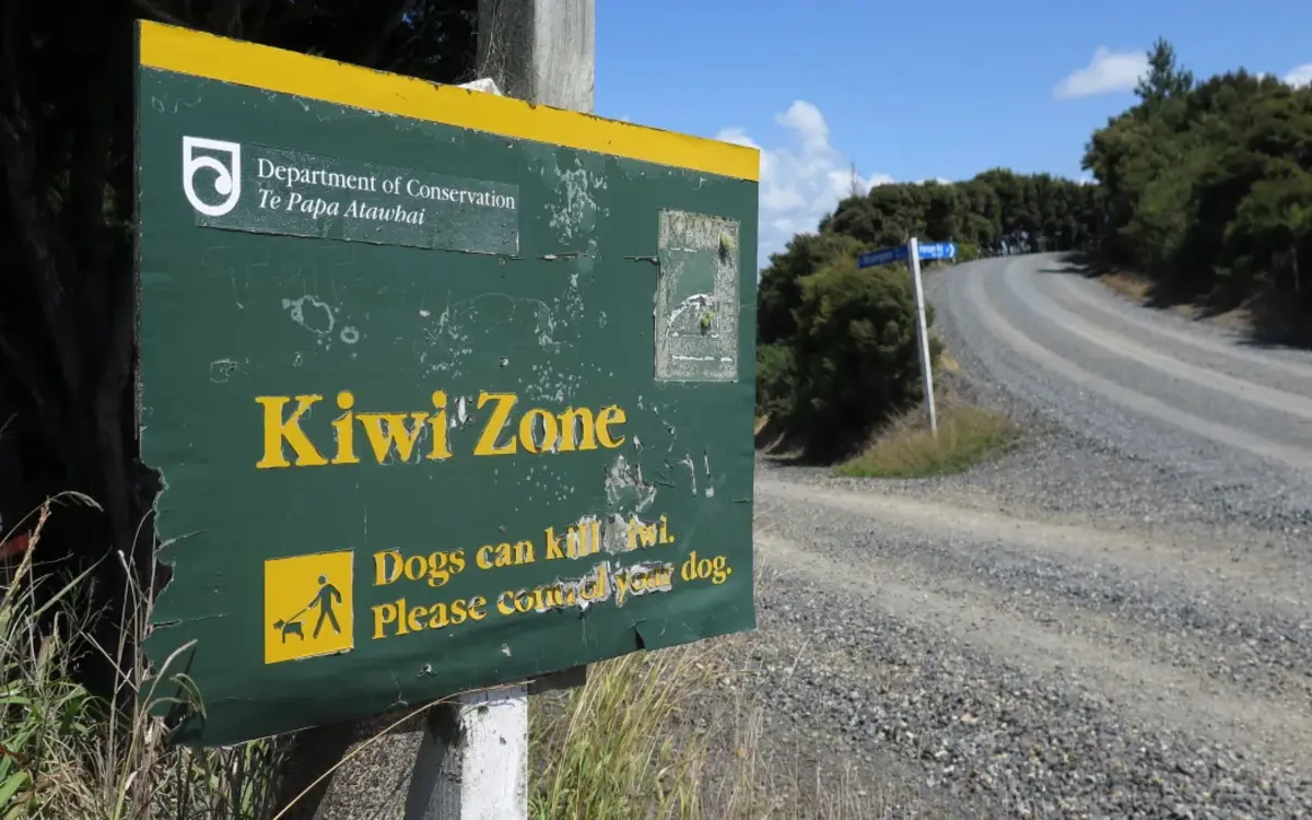 Nine kiwi killed in the Bay of Islands