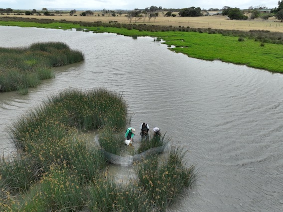 Native freshwater fish fights back from extinction