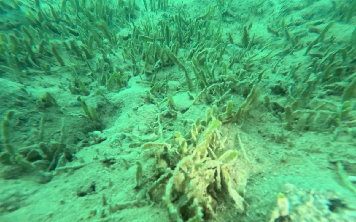 Invasive seaweed caulerpa found in new location in Bay of Islands