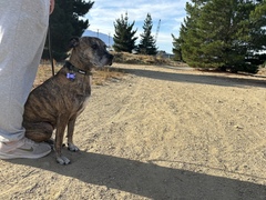 Cromwell dog spends six month recovering from broken glass incident