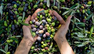 Amateur olive growers ready for big day