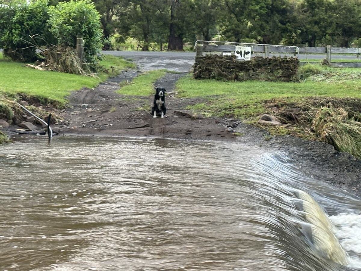 Creek crossings, cows and courage: Carla’s hilltop adventures