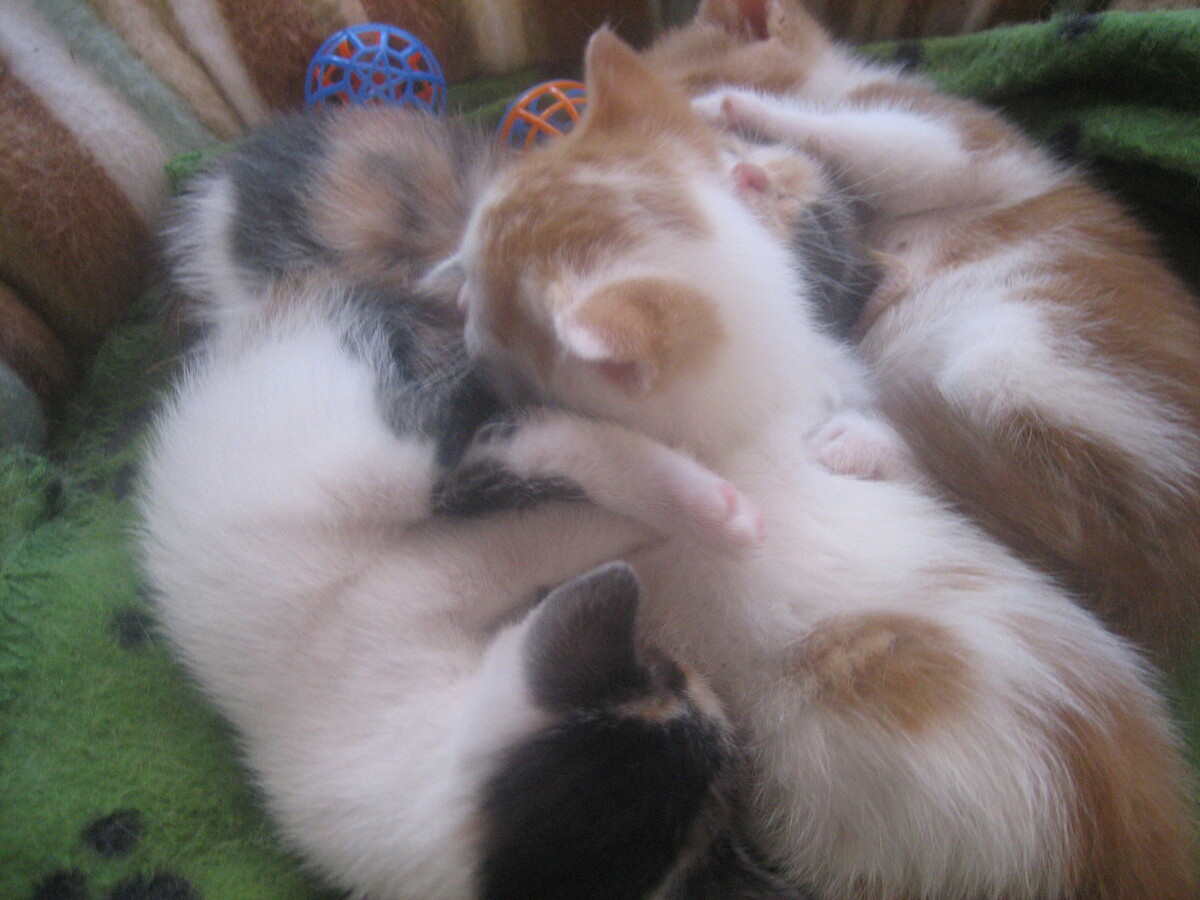 NSW holds inquiry into management of cat populations