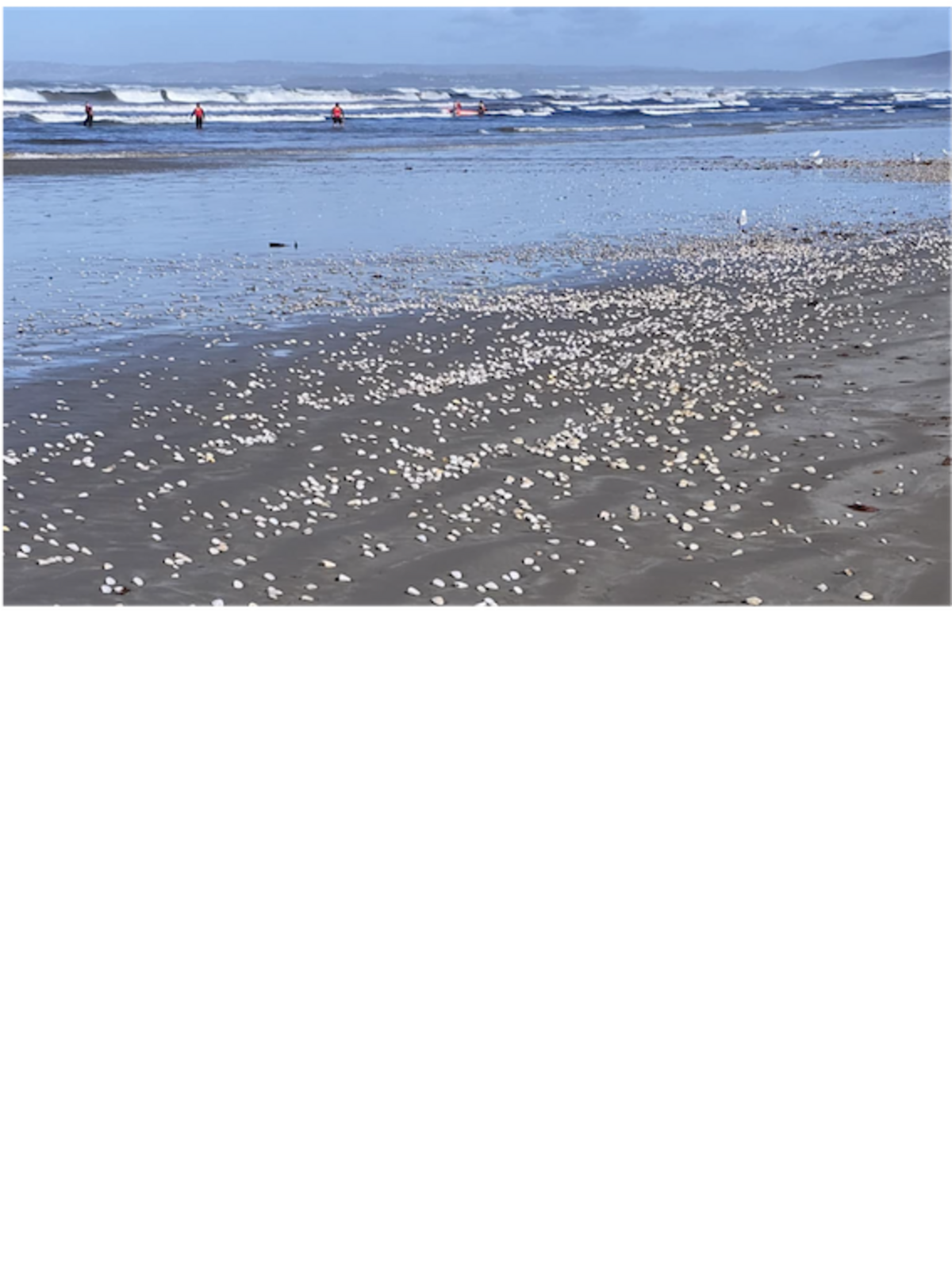 Algal bloom effects spread to Goolwa and KI 