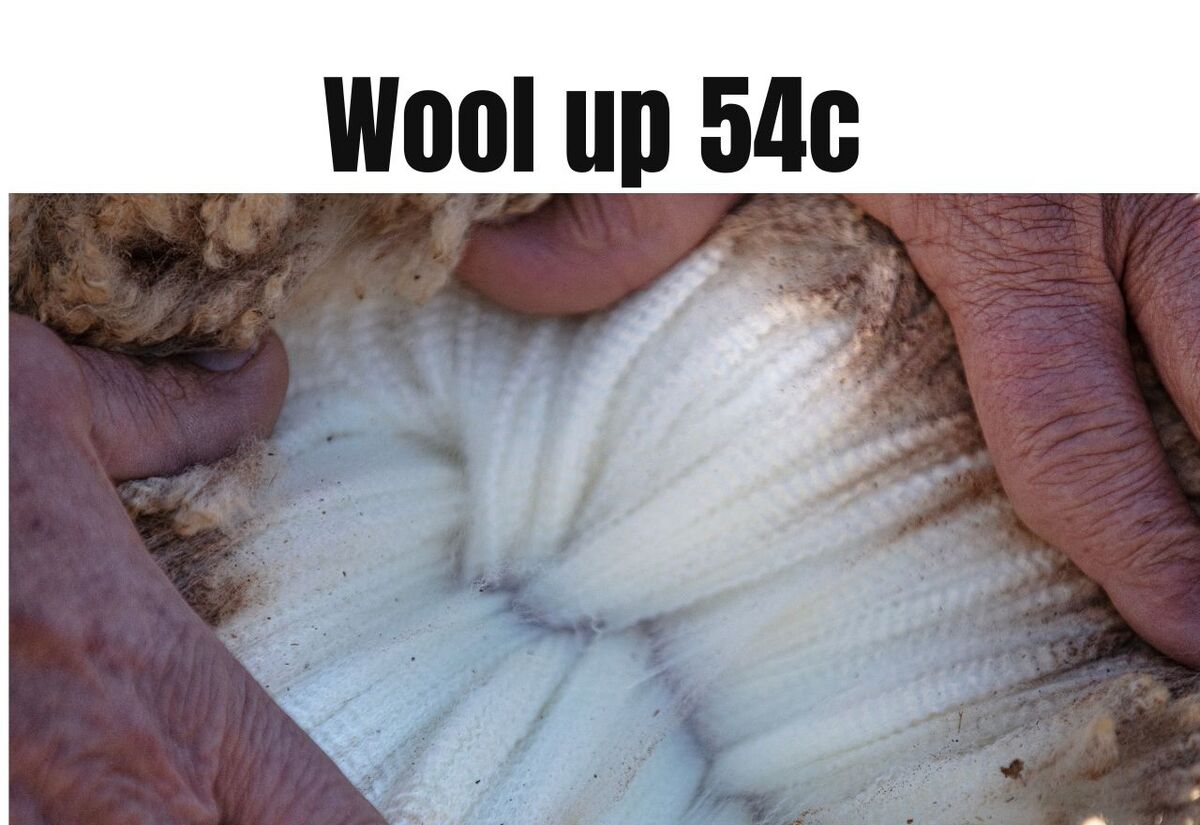 Wool Market Bounces Back, But Trade Winds Loom